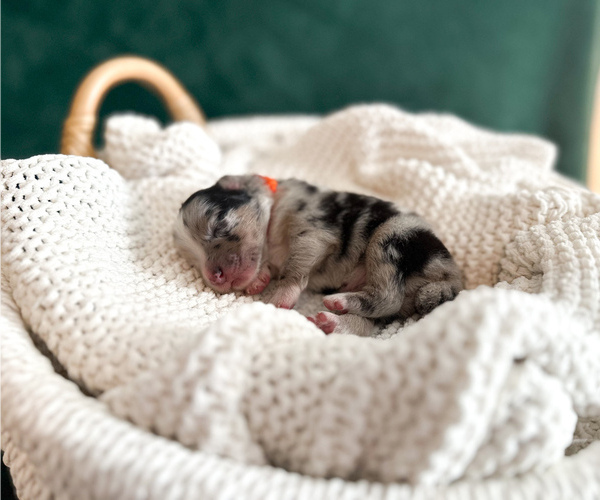 Medium Photo #3 Australian Shepherd Puppy For Sale in BOUTON, IA, USA