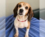 Small #5 Beagle Mix