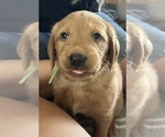 Small #4 Goldendoodle-Labrador Retriever Mix