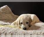 Small Photo #9 Labradoodle Puppy For Sale in COBB, WI, USA