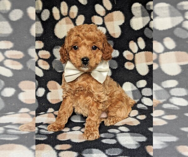 Medium Photo #2 Cockapoo-Poodle (Miniature) Mix Puppy For Sale in LANCASTER, PA, USA