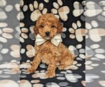 Small Photo #2 Cockapoo-Poodle (Miniature) Mix Puppy For Sale in LANCASTER, PA, USA