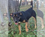 Small Photo #3 Mountain Cur-Unknown Mix Puppy For Sale in Jackson, MS, USA