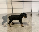 Small Photo #9 Doberman Pinscher Puppy For Sale in PARADISE, TX, USA