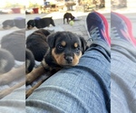 Small Photo #3 Rottweiler Puppy For Sale in DESERT HILLS, AZ, USA