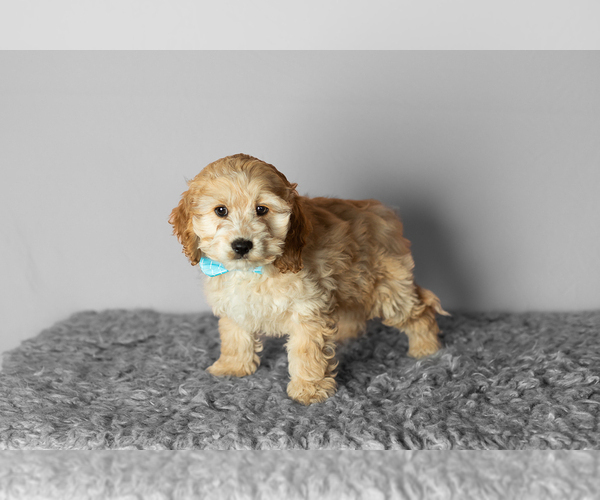Medium Photo #4 Cock-A-Poo-Poodle (Miniature) Mix Puppy For Sale in SHIPSHEWANA, IN, USA