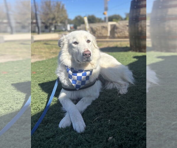 Medium Photo #6 Great Pyrenees Puppy For Sale in Dallas, TX, USA