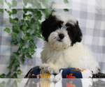 Image preview for Ad Listing. Nickname: Teddy Bear
