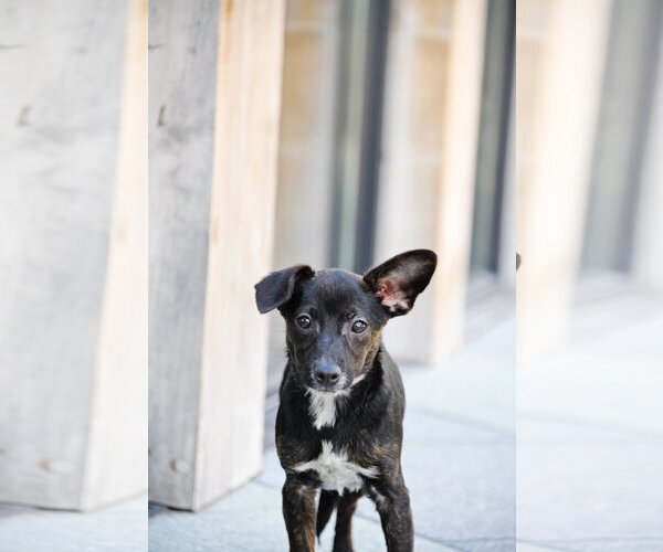 Medium Photo #13 Chiweenie Puppy For Sale in Sandy, UT, USA