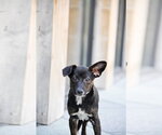 Small #12 Chiweenie