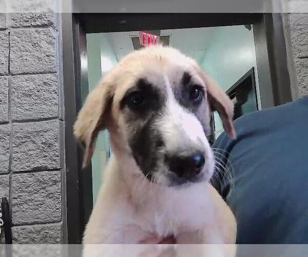 Medium Photo #1 Anatolian Shepherd-Unknown Mix Puppy For Sale in Tulsa, OK, USA