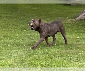 Father of the Cane Corso puppies born on 06/29/2026