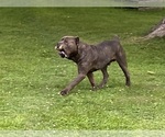 Small Photo #1 Cane Corso Puppy For Sale in FORT WAYNE, IN, USA
