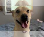 Small Labrador Retriever Mix