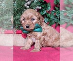 Small Photo #3 Goldendoodle Puppy For Sale in LANCASTER, PA, USA