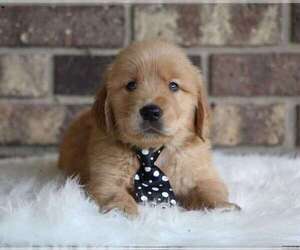 Golden Retriever Puppy for sale in VANCOUVER, WA, USA