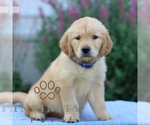 Small #2 Golden Retriever