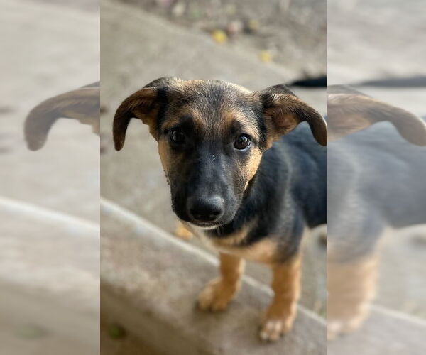 Medium Photo #2 Labrador Retriever-Unknown Mix Puppy For Sale in San Diego, CA, USA