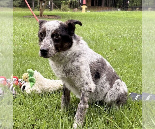 Medium Photo #2 Mutt Puppy For Sale in Yardley, PA, USA