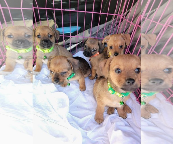 Medium Photo #4 Chiweenie Puppy For Sale in Grafton, WI, USA