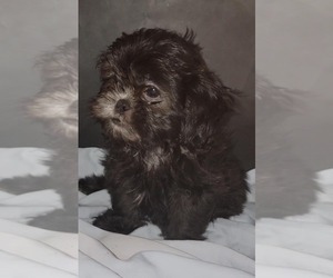 Shih Tzu Puppy for Sale in BRANDON, Florida USA