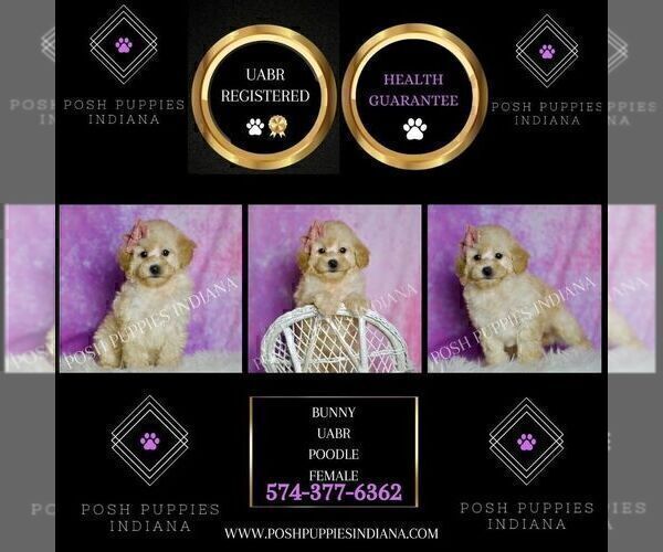 Medium Photo #67 Poodle (Miniature) Puppy For Sale in WARSAW, IN, USA