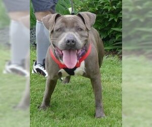 American Pit Bull Terrier Dogs for adoption in Batavia, NY, USA