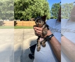 Small Photo #16 Yorkshire Terrier Puppy For Sale in OLATHE, KS, USA