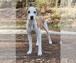 Small Photo #1 Pointer-Unknown Mix Puppy For Sale in Wetumpka, AL, USA
