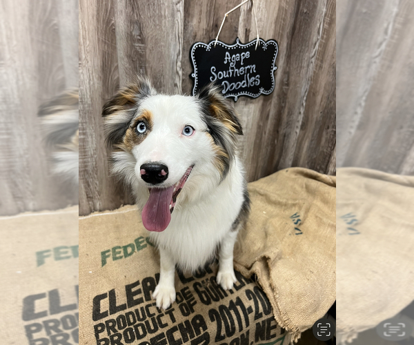 Medium Photo #1 Aussiedoodle Puppy For Sale in HAYDEN, AL, USA