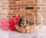 Small Photo #4 Labradoodle Puppy For Sale in ELIZABETH CITY, NC, USA