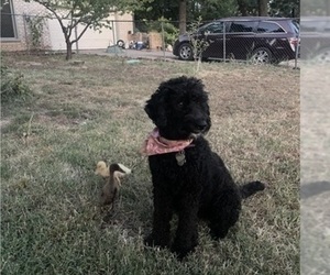 Mother of the Golden Mountain Doodle  puppies born on 03/10/2025