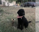 Small Photo #1 Golden Mountain Doodle  Puppy For Sale in TULSA, OK, USA