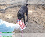 Small #21 Mutt