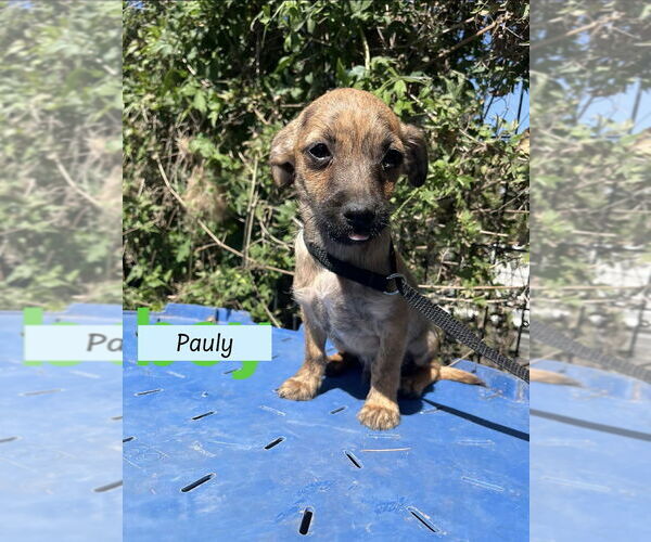 Medium Photo #2 ShiChi Puppy For Sale in Brewster, NY, USA