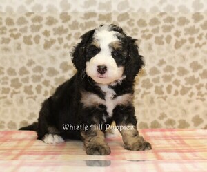Miniature Bernedoodle Puppy for sale in DENVER, PA, USA