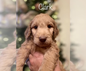 Goldendoodle-Poodle (Standard) Mix Puppy for sale in LEBANON, MO, USA