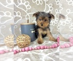 Small #2 Yorkshire Terrier
