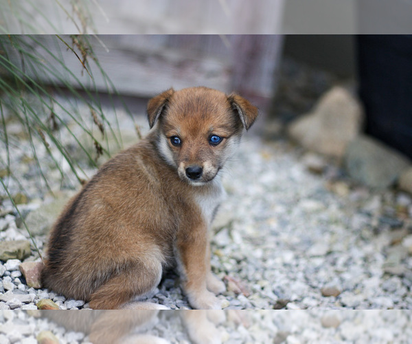 Medium Photo #3 Pomsky Puppy For Sale in GOSHEN, IN, USA