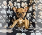 Small Photo #1 French Bulldog Puppy For Sale in CHRISTIANA, PA, USA