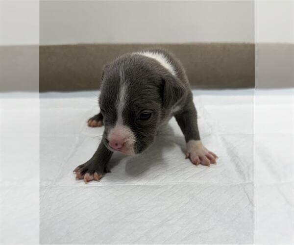 Medium Photo #1 American Pit Bull Terrier-Catahoula Leopard Dog Mix Puppy For Sale in Baytown, TX, USA