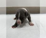 Small American Pit Bull Terrier-Catahoula Leopard Dog Mix
