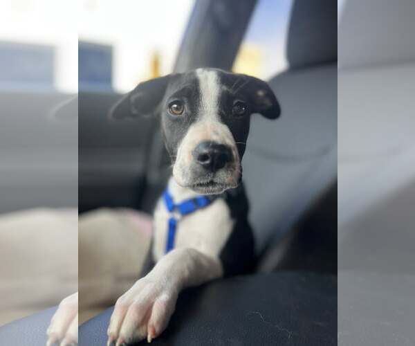 Medium Photo #3 Mutt Puppy For Sale in Hinton, WV, USA