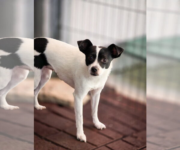 Medium Photo #11 Chihuahua Puppy For Sale in Sandy, UT, USA
