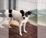 Small #10 Chihuahua