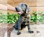 Small #1 Australian Cattle Dog-Labrador Retriever Mix