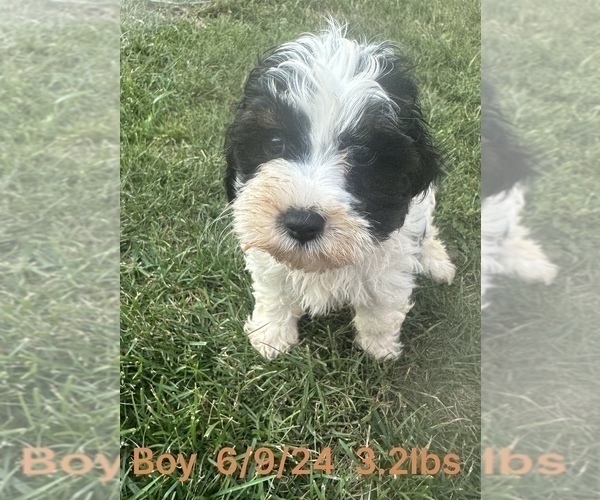 Medium Photo #3 Cockapoo Puppy For Sale in MONTPELIER, OH, USA