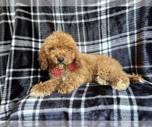 Cavapoo Puppy for sale in LAKELAND, FL, USA