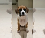 Small Boxer