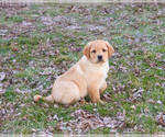 Small #6 Labrador Retriever